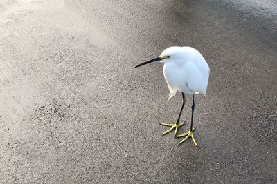 High angle view of seagull perching on land