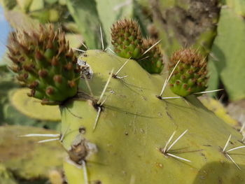 Close-up of prickly pear cactus