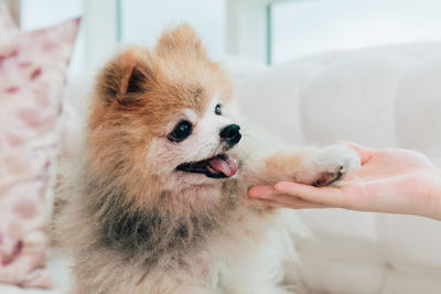 Full length of hand holding dog