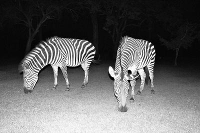 Close-up of zebra