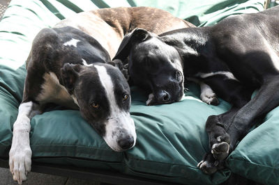 Lurcher dogs sleeping on bed