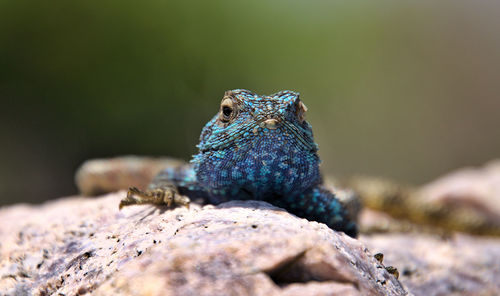 Close-up of lizard on rock