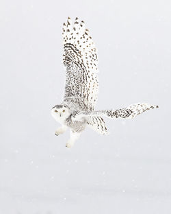 Close-up of owl flying over snowy landscape