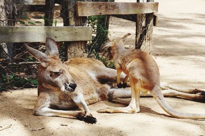 Kangaroo and joey resting on land