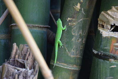 Close-up of lizard on metal