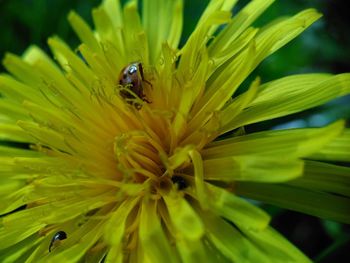 Close-up of insect on flower