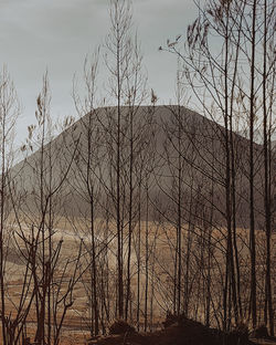 Low angle view of bare trees against sky