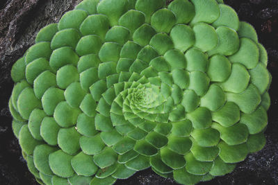 Close-up of green leaf