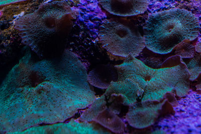 Close-up of fish underwater