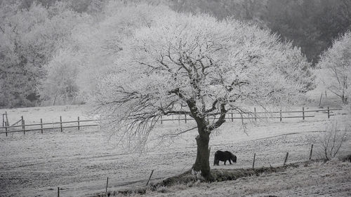 Close-up of bare tree