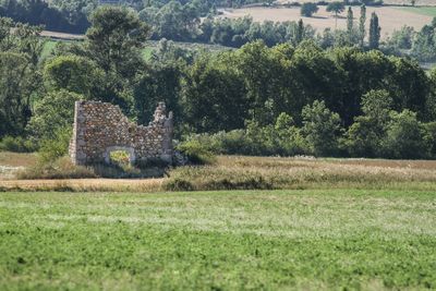 Plants growing on old building