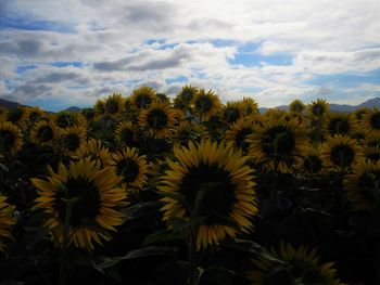 Close-up of yellow flowering plant against sky