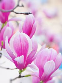 Close-up of pink flower