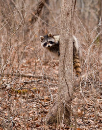 Raccoon in small tree looking at camera