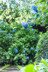 Close-up of plant growing on tree