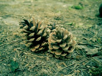 Close-up of pine cone on field