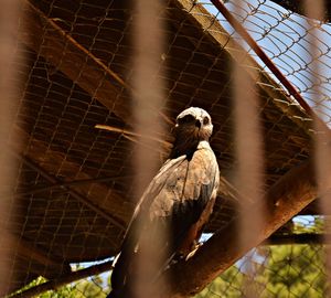 Low angle view of bird perching in cage