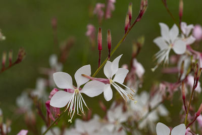 Close-up of white flowering plant