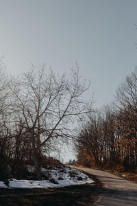 Bare trees on field against clear sky during winter