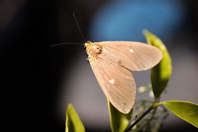 Asota caricae showing dorsal view on leaf