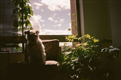 Cat sitting on a window