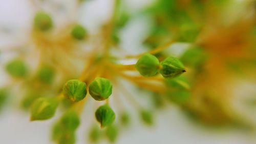 Close-up of green plant