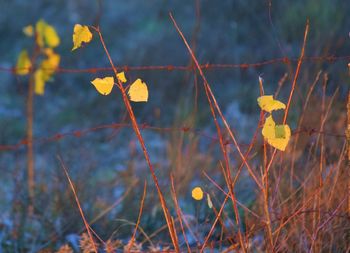 Close-up of plants against blurred background