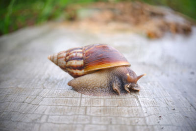 Close-up of snail on floor