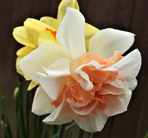 Close-up of white rose