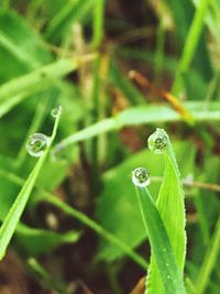 Close-up of water drop on leaf