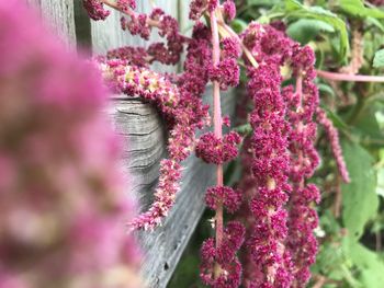 Close-up of pink flowering plant