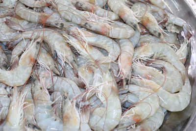 High angle view of fish for sale in market