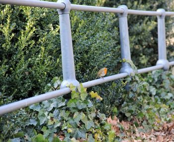 Close-up of plants growing by railing