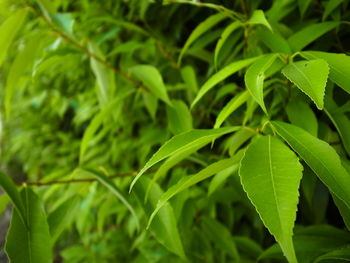 Close-up of fresh green leaves on plant