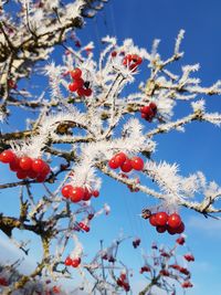 Low angle view of cherry tree against sky