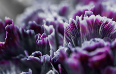 Close-up of purple flowering plants