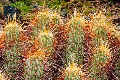 Close-up of cactus