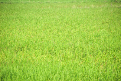 Full frame shot of soccer field