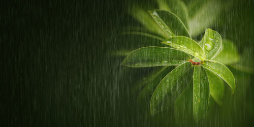 Close-up of raindrops falling on leaves