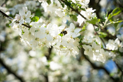 Close-up of white cherry blossom tree