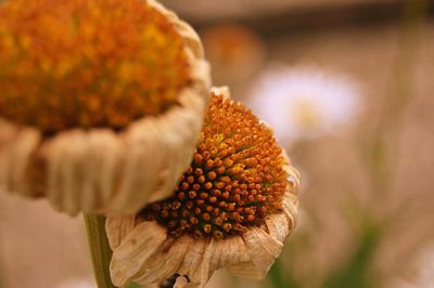 Close-up of flower