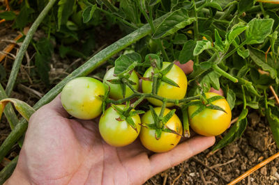 Close-up of person holding apple