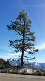 Tree on landscape against blue sky