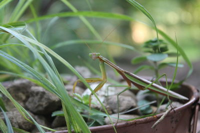 Close-up of insect on plant