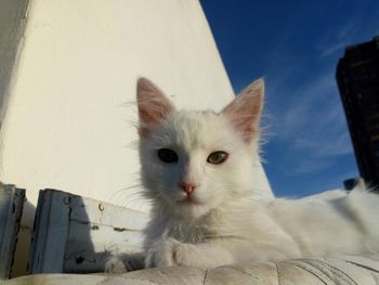 Cats white, feline