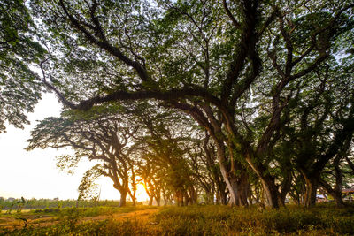 Trees on field against sky