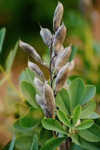 Close-up of plant