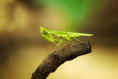 Close-up of insect on leaf