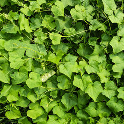 Full frame shot of green leaves