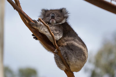 Close-up portrait of an animal